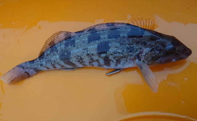 ロックフィッシュ 魚種からコンテンツを探す [釣具のキャスティング]