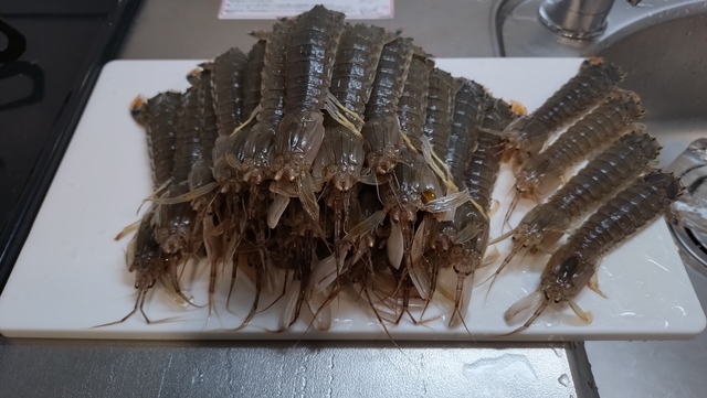 ヒラマサ・ブリ - 魚種からコンテンツを探す [釣具のキャスティング]
