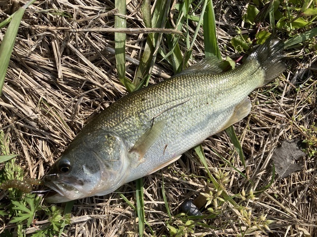 としぼーやさんの釣果