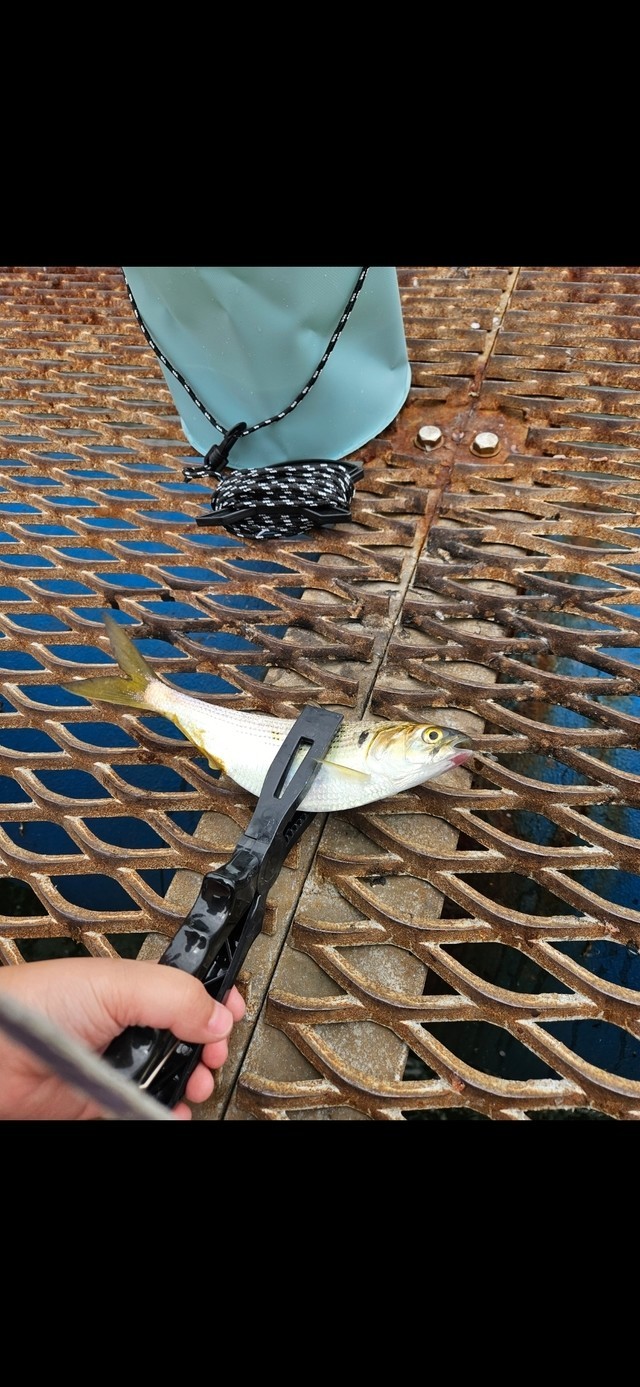 まこまこちゃんさんの釣果