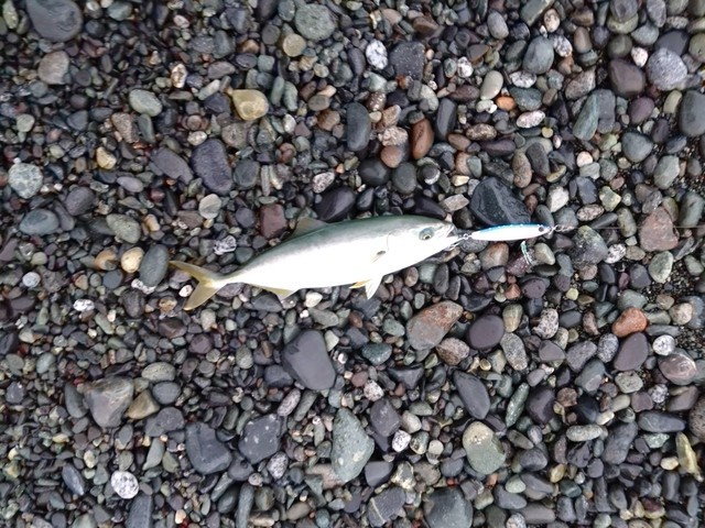 ヒラマサ・ブリ - 魚種からコンテンツを探す [釣具のキャスティング]