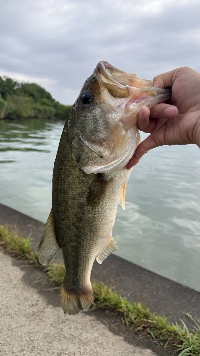きのぴーさんの釣果