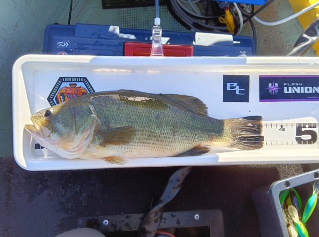 おっしーさんの釣果