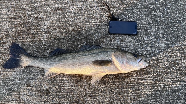 Ｓｅｉｓｅｉさんの釣果