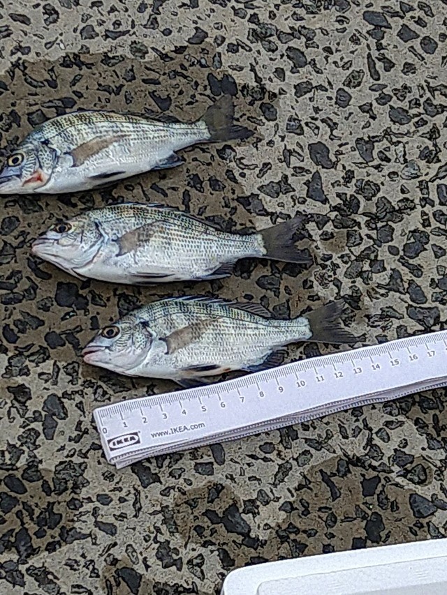 釣り番長さんの釣果