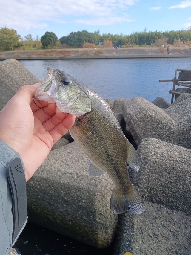 中学生バサーさんの釣果