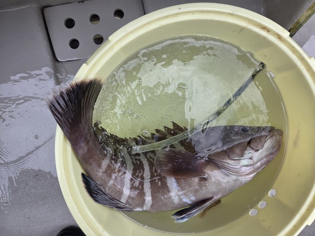 かつお１５２さんの釣果