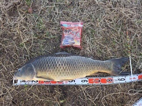 校長せんせいさんの釣果