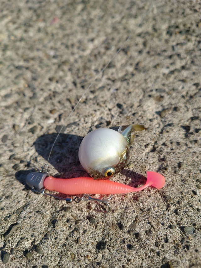 あき太郎さんの釣果