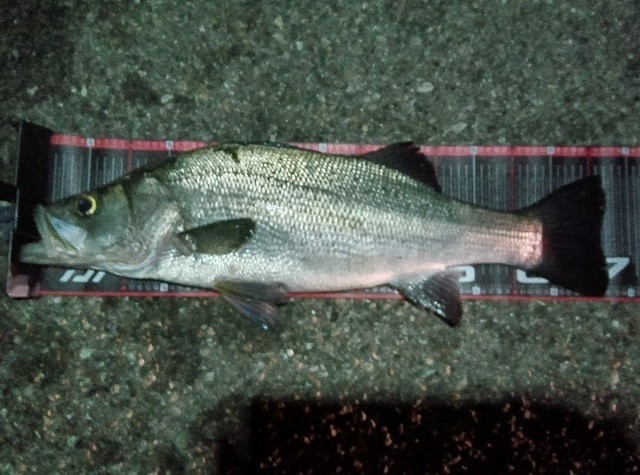 きだまんさんの釣果