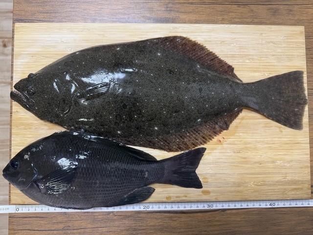 こちゃるさんの釣果