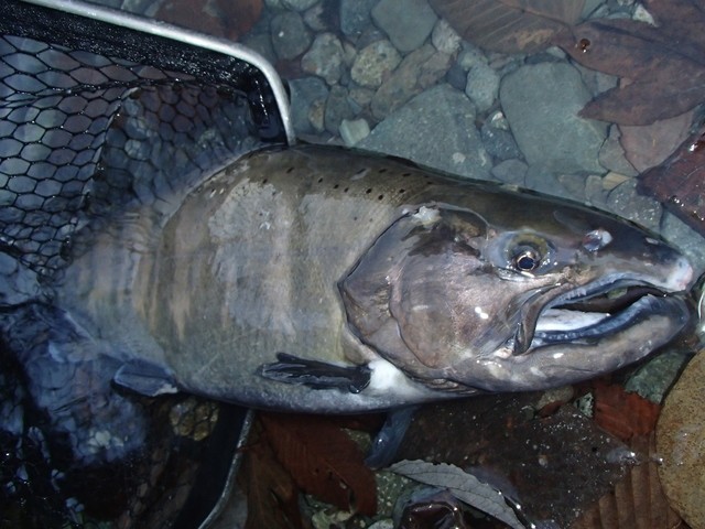 どどんぱさんの釣果