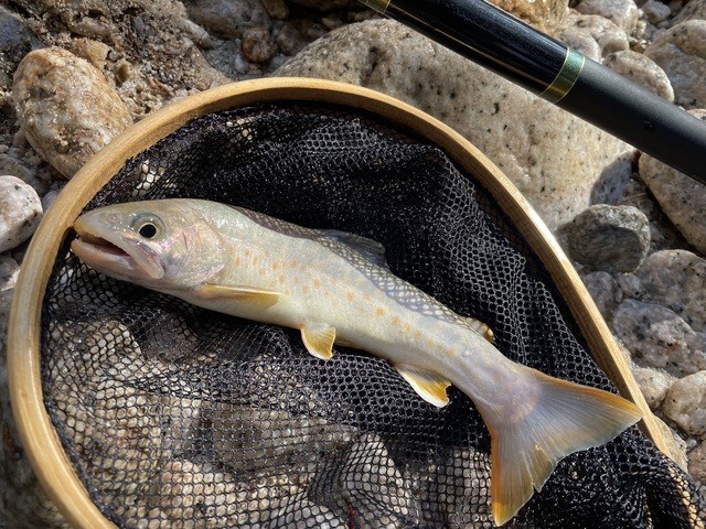 ナマ侍さんの釣果