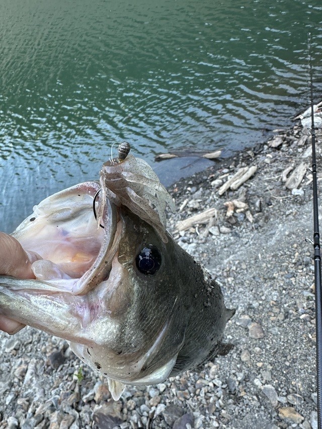 ワサビさんの釣果