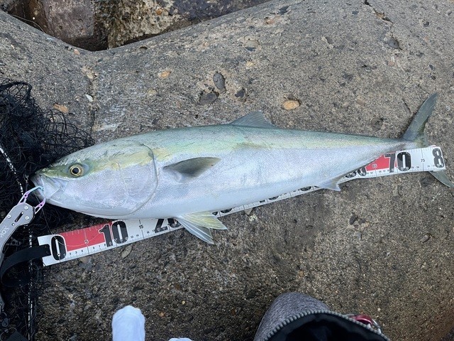 ヒラマサ・ブリ - 魚種からコンテンツを探す [釣具のキャスティング]