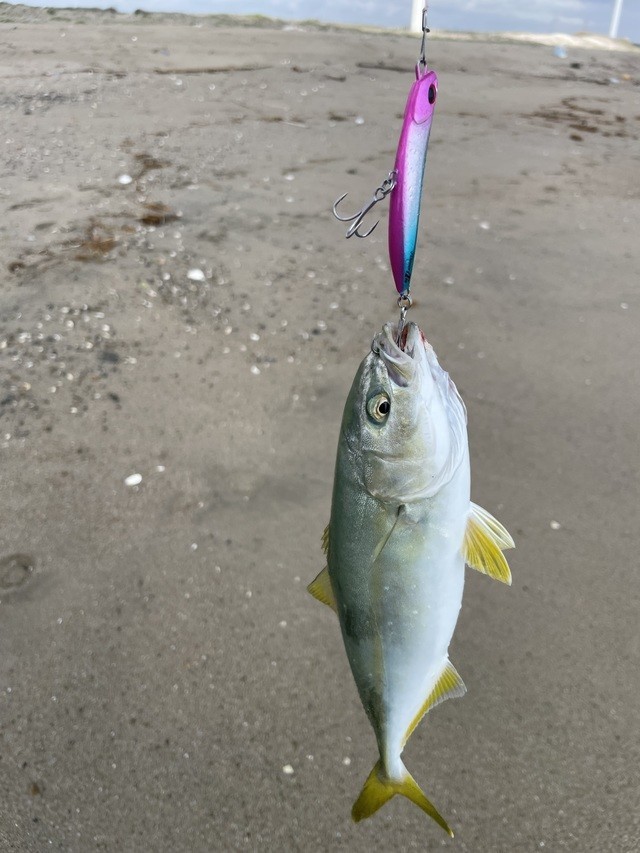 ヒラマサ・ブリ - 魚種からコンテンツを探す [釣具のキャスティング]