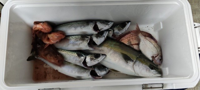 ヒラマサ・ブリ - 魚種からコンテンツを探す [釣具のキャスティング]