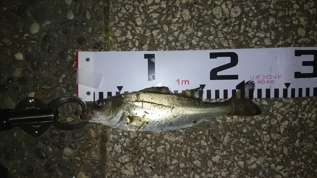 ｕｚｙｌａｎｄさんの19年4月21日時58分の釣果 シーバス みんなの釣果 キャスティング釣り自慢