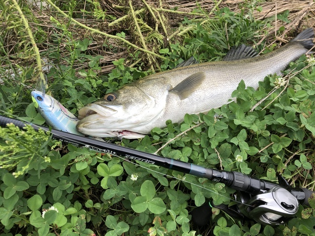 シーシーベイツ アルセナーレ ロッソ モンストレウス c.c. baits シーシーベイツ アルセナーレ ロッソ モンストレウス c.c. baits