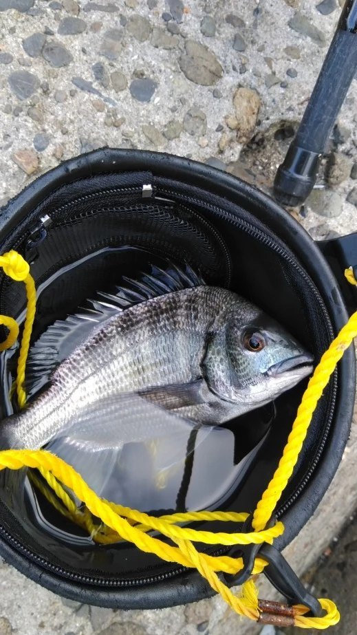 貴明釣倶楽部さんの年10月25日09時00分の釣果 カイズ メジナ イスズミ みんなの釣果 キャスティング釣り自慢