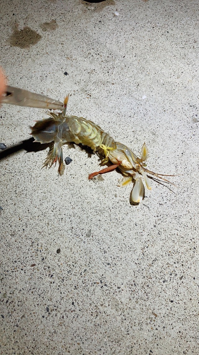 安物買いの銭失いさんの21年5月10日時30分の釣果 シャコ みんなの釣果 キャスティング釣り自慢 安物買いの銭失いさんの21年5月10日時30分の釣果 シャコ みんなの釣果 キャスティング釣り自慢