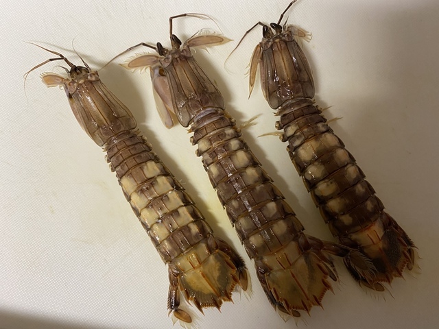 にくさんの21年5月27日10時34分の釣果 シャコ みんなの釣果 キャスティング釣り自慢 にくさんの21年5月27日10時34分の釣果 シャコ みんなの釣果 キャスティング釣り自慢