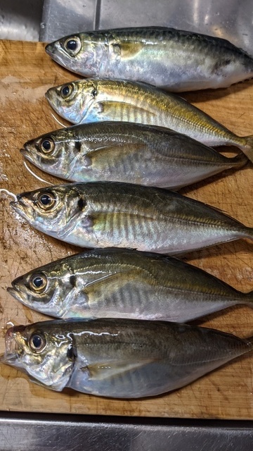 ゆいさんさんの21年8月16日10時59分の釣果 カマス アジ サバ みんなの釣果 キャスティング釣り自慢