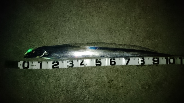 砂海さんの21年9月2日18時40分の釣果 タチウオ みんなの釣果 キャスティング釣り自慢