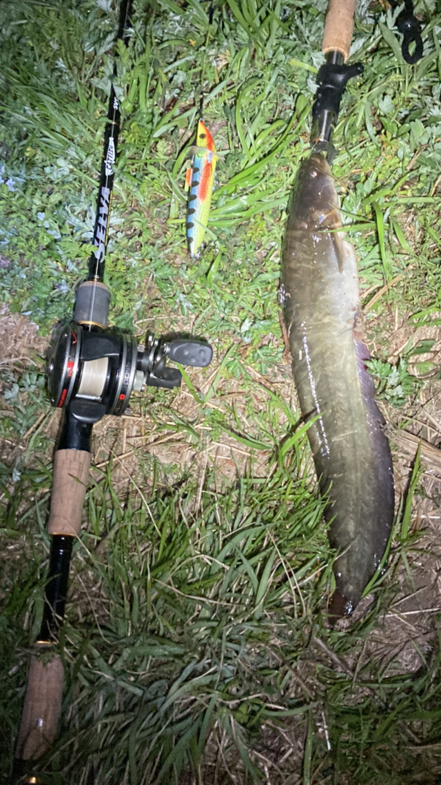 鯰釣り アブガルシア アンバサダー - 富山県のその他